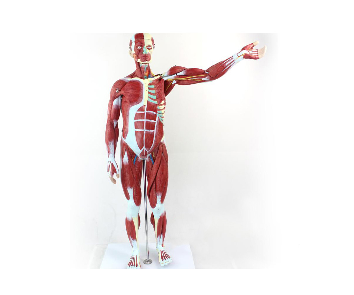 人体全身肌肉解剖模型